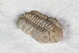Lochovella (Reedops) Trilobite - Oklahoma #92749-1